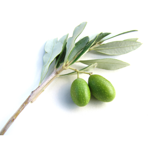img005.png